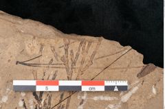 Foto (Detailansicht) von Callitris brongniartii Endl. (NHMW-GEO-2024-0188-8215)